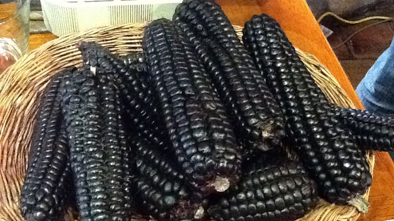 An exotic vegetable with an amazing look - black corn: properties, uses in cooking and traditional medicine