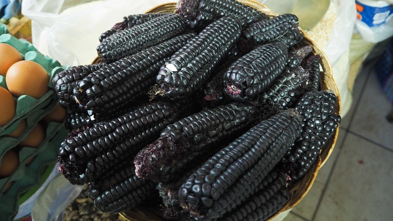 An exotic vegetable with an amazing look - black corn: properties, uses in cooking and traditional medicine