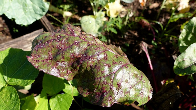 How to treat beetroot cercosporosis and prevent the occurrence of this disease in the future