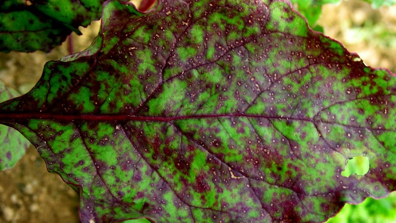 How to treat beetroot cercosporosis and prevent the occurrence of this disease in the future