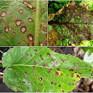How to treat beetroot cercosporosis and prevent the occurrence of this disease in the future