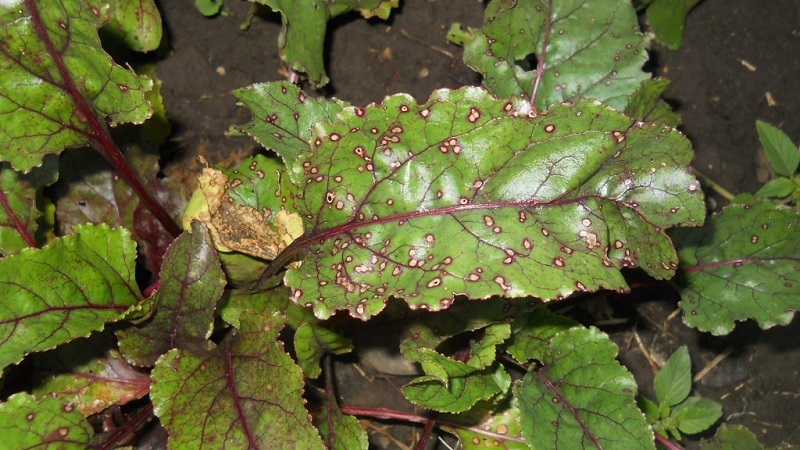 How to treat beetroot cercosporosis and prevent the occurrence of this disease in the future