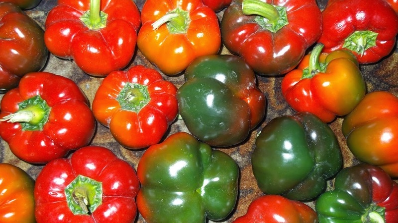 How to properly grow peppers from the Gogoshary group: features of varieties and reviews of summer residents