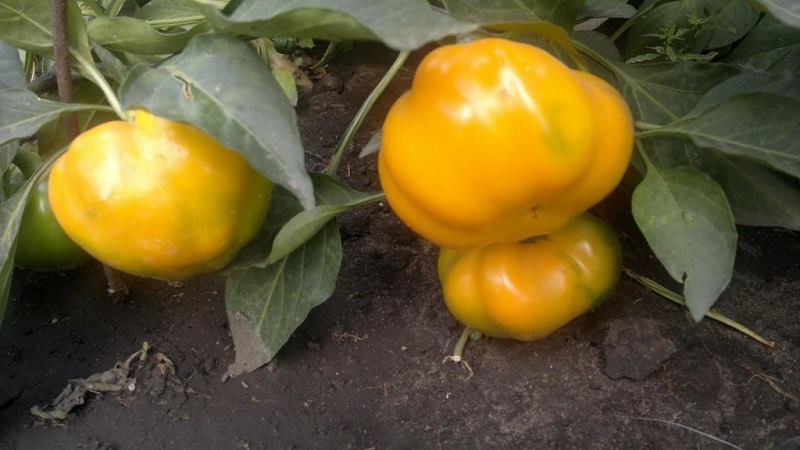 How to properly grow peppers from the Gogoshary group: features of varieties and reviews of summer residents
