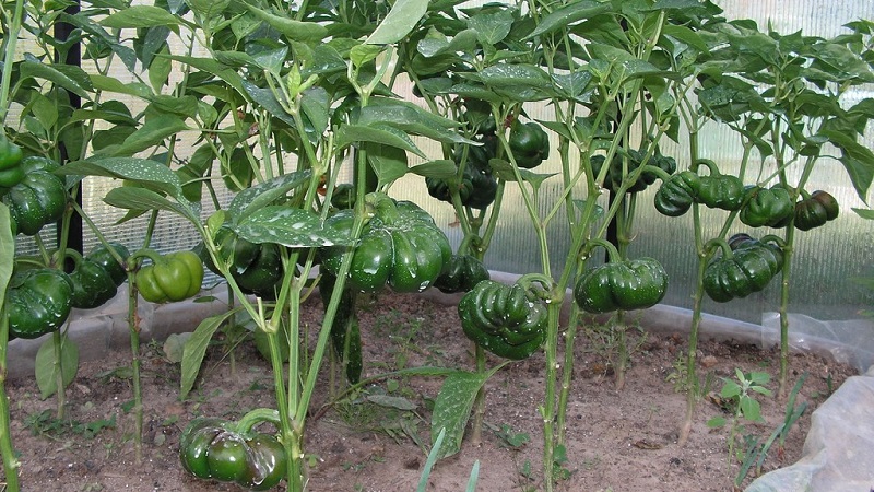 How to properly grow peppers from the Gogoshary group: features of varieties and reviews of summer residents