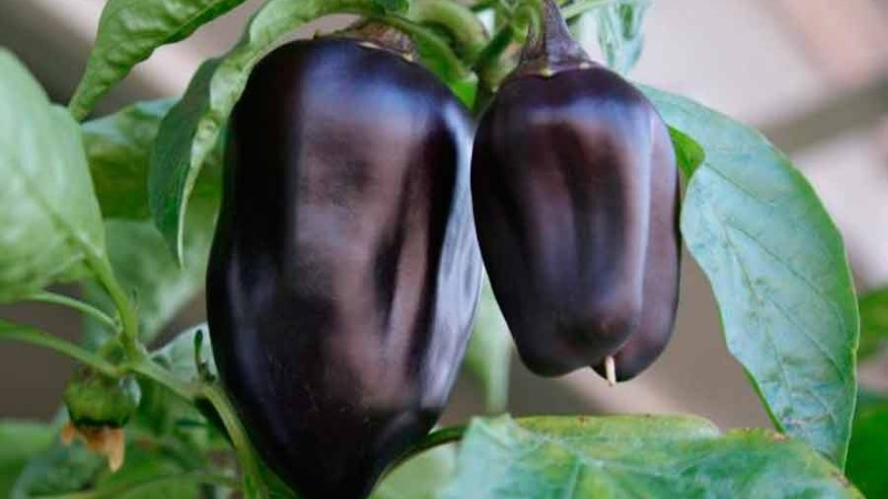 The best varieties of purple pepper and their features