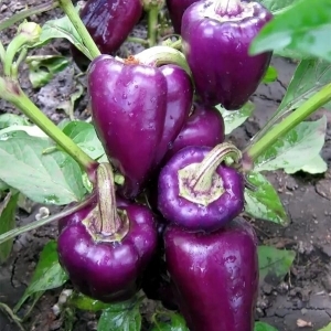 The best varieties of purple pepper and their features