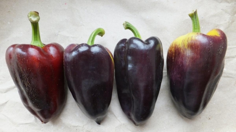 The best varieties of purple pepper and their features
