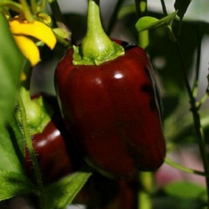 The best varieties of purple pepper and their features