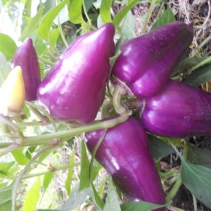 The best varieties of purple pepper and their features