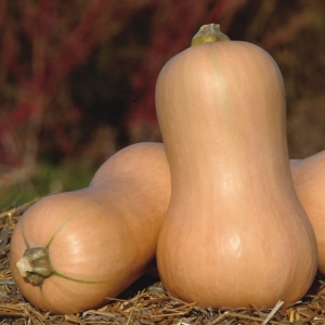 The most popular varieties of pear-shaped pumpkins: how to grow and what is important to know about them