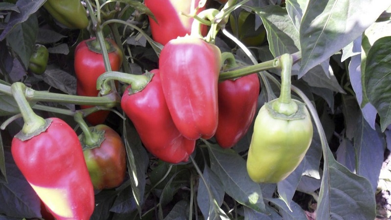 High-yielding and early ripening variety of Morozko pepper for greenhouses and open ground