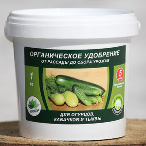 An early ripe cucumber that does not require pollination Murashka from domestic breeders