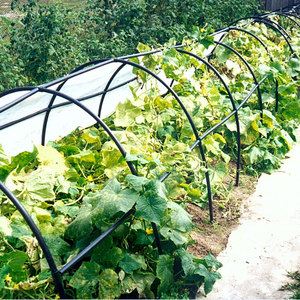An early ripe cucumber that does not require pollination Murashka from domestic breeders