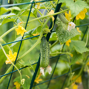 An early ripe cucumber that does not require pollination Murashka from domestic breeders