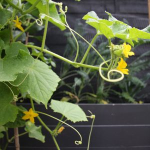 An early ripe cucumber that does not require pollination Murashka from domestic breeders
