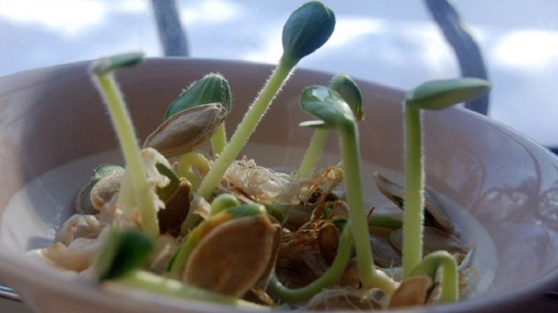 Pumpkin sprouts for seedlings and eating at home: how to germinate pumpkin seeds and keep them for a long time