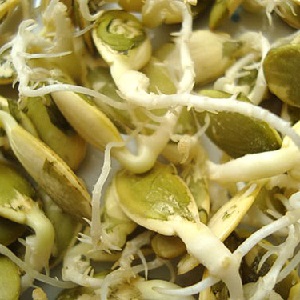 Pumpkin sprouts for seedlings and eating at home: how to germinate pumpkin seeds and keep them for a long time