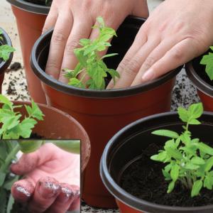 A fairy tale on your site - tomato Princess frog: reviews and recommendations for proper cultivation
