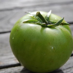 A fairy tale on your site - tomato Princess frog: reviews and recommendations for proper cultivation