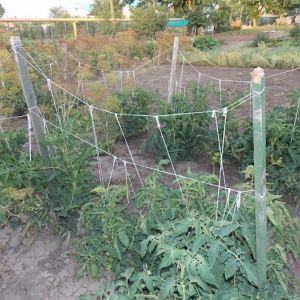 A fairy tale on your site - tomato Princess frog: reviews and recommendations for proper cultivation