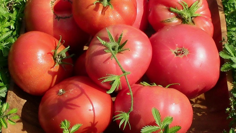 An amazing flavor you'll love for sure - Raspberry Giant tomato
