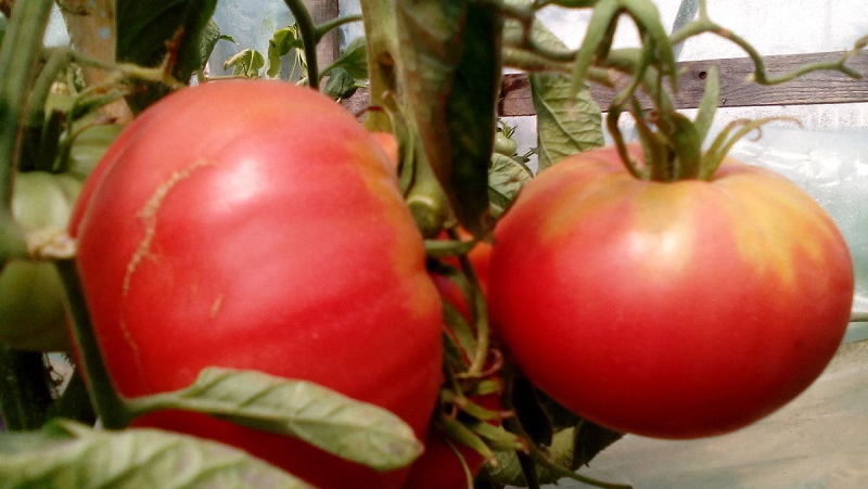 An amazing flavor you'll love for sure - Raspberry Giant tomato