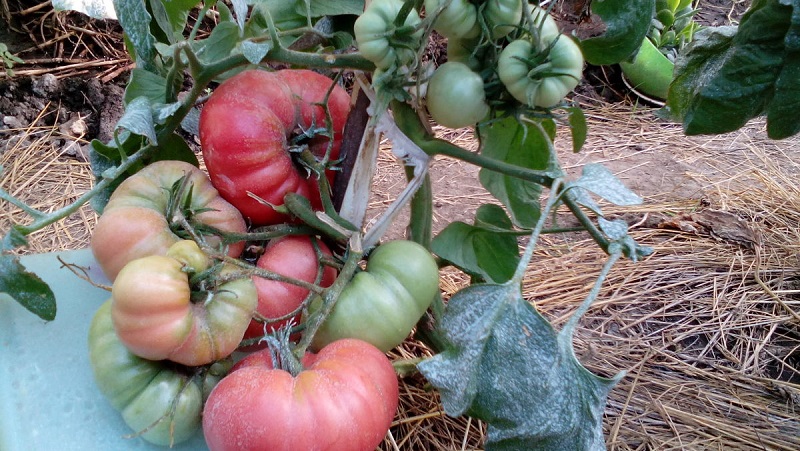 An amazing flavor you'll love for sure - Raspberry Giant tomato