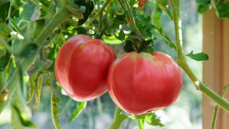 An amazing flavor you'll love for sure - Raspberry Giant tomato