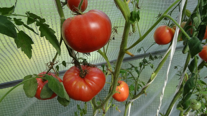 An amazing flavor you'll love for sure - Raspberry Giant tomato