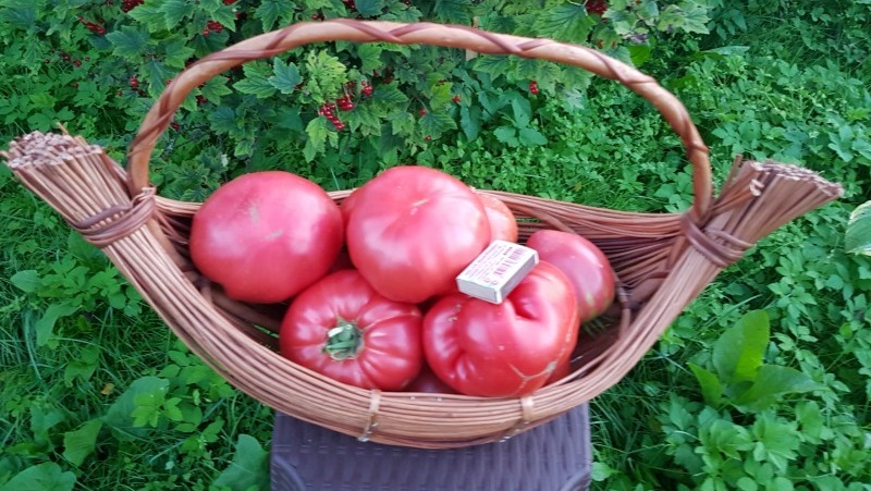 A variety with an amazing taste that you will definitely love - the Raspberry Giant tomato