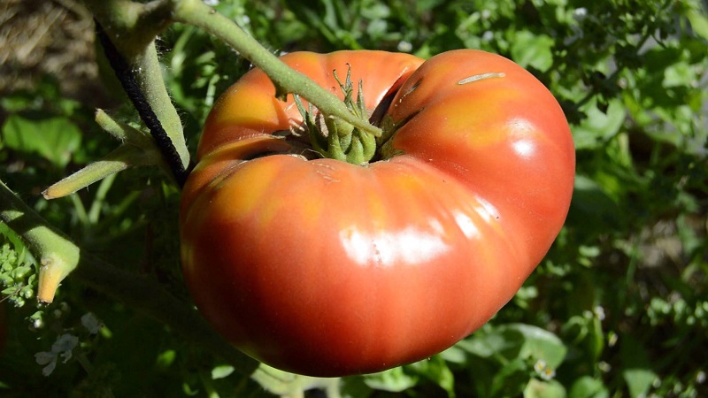 An amazing flavor you'll love for sure - Raspberry Giant tomato