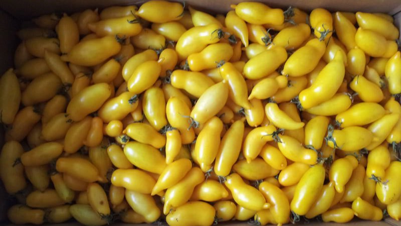 An amazing variety for summer residents-experimenters - tomato Banana legs and recommendations for its cultivation
