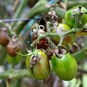 An amazing variety for summer residents-experimenters - tomato Banana legs and recommendations for its cultivation
