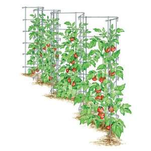 An amazing variety for summer residents-experimenters - tomato Banana legs and recommendations for its cultivation