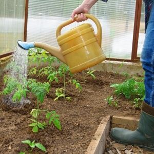An amazing variety for summer residents-experimenters - tomato Banana legs and recommendations for its cultivation