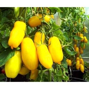 An amazing variety for summer residents-experimenters - tomato Banana legs and recommendations for its cultivation