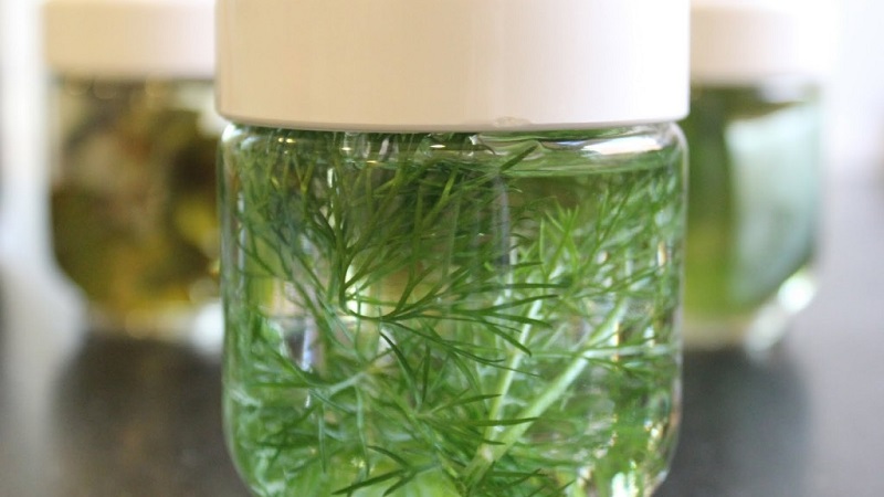 A tasty and healthy way to fight obesity: dill for weight loss