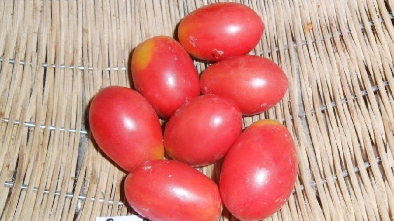 A rich harvest of small plum tomatoes from each bush - tomato Pink raisins and the secrets of caring for it