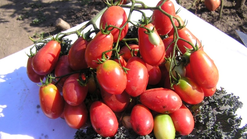 A rich harvest of small plum tomatoes from each bush - tomato Pink raisins and the secrets of caring for it