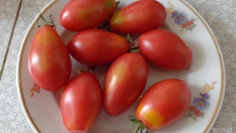 A rich harvest of small plum tomatoes from each bush - tomato Pink raisins and the secrets of caring for it