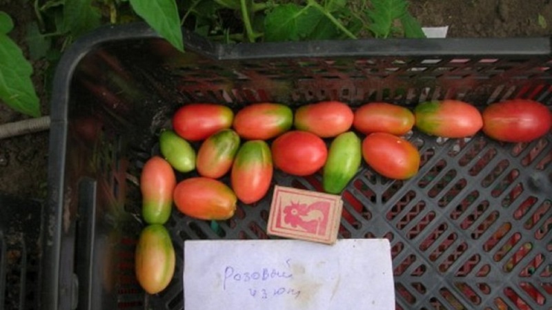A rich harvest of small plum tomatoes from each bush - tomato Pink raisins and the secrets of caring for it