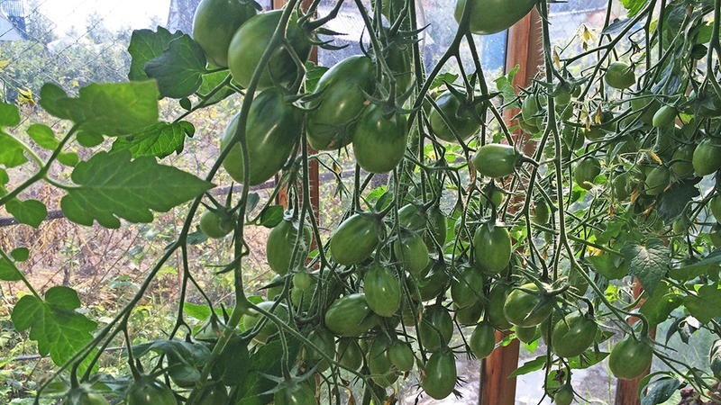A rich harvest of small plum tomatoes from each bush - tomato Pink raisins and the secrets of caring for it