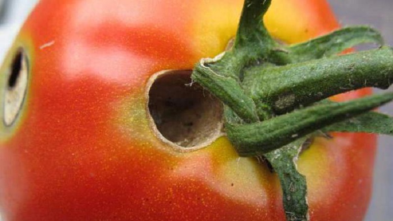 We quickly fight the discovered problem of tomatoes: holes appeared in tomatoes - what to do and how to save your crop