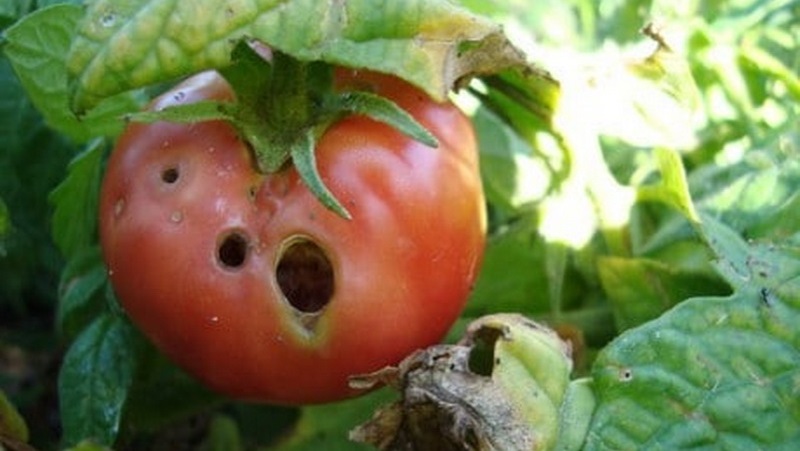 We quickly fight the discovered problem of tomatoes: holes appeared in tomatoes - what to do and how to save your crop