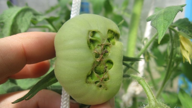 We quickly fight the discovered problem of tomatoes: holes appeared in tomatoes - what to do and how to save your crop