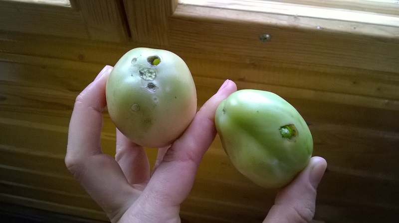 We quickly fight the discovered problem of tomatoes: holes appeared in tomatoes - what to do and how to save your crop