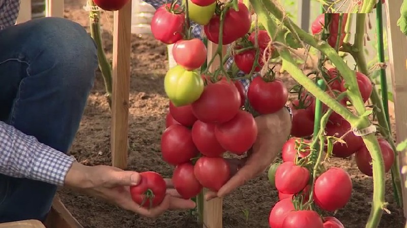 What is good about a tomato Raspberry empire and how to grow it yourself - a practical guide