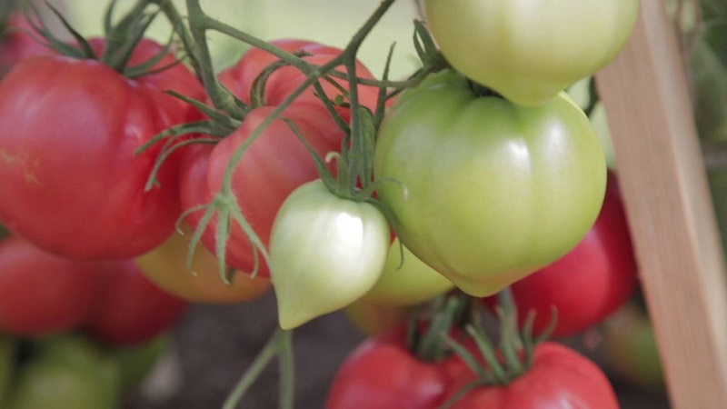 What is good about a tomato Raspberry empire and how to grow it yourself - a practical guide