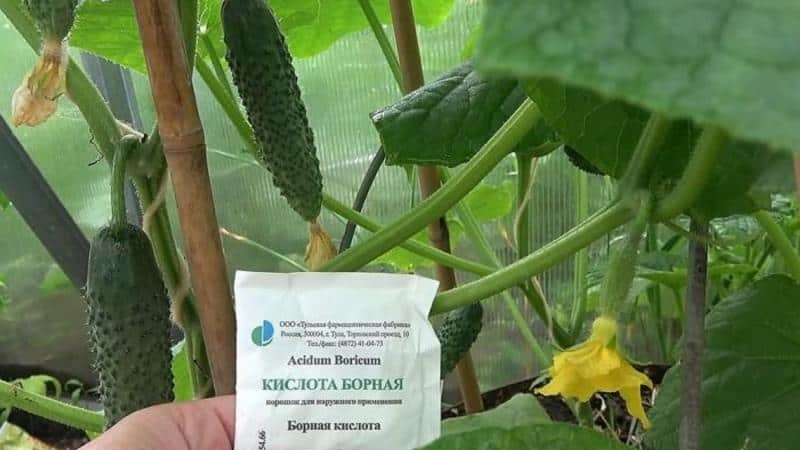 Why boric acid is useful for cucumbers and how to use it correctly